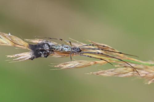 Réf. 345 815 : Tetragnatha nigrita